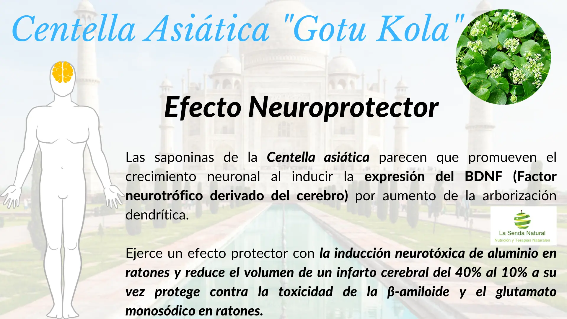 Centella asi&aacute;tica y efecto neuroprotector