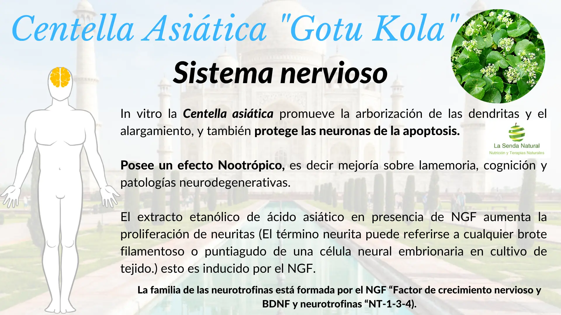Centella asi&aacute;tica y sistema nervioso