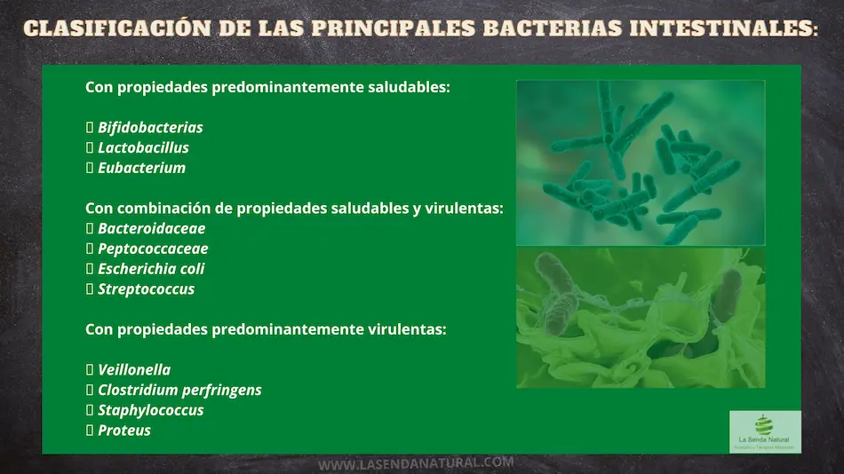 Clasificaci&oacute;n de las bacterias intestinales