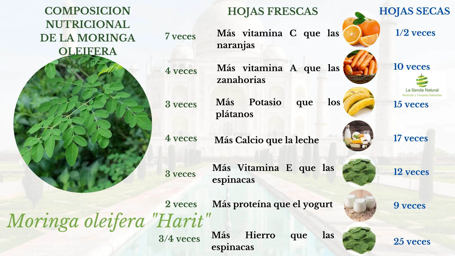 Composici&oacute;n de la moringa