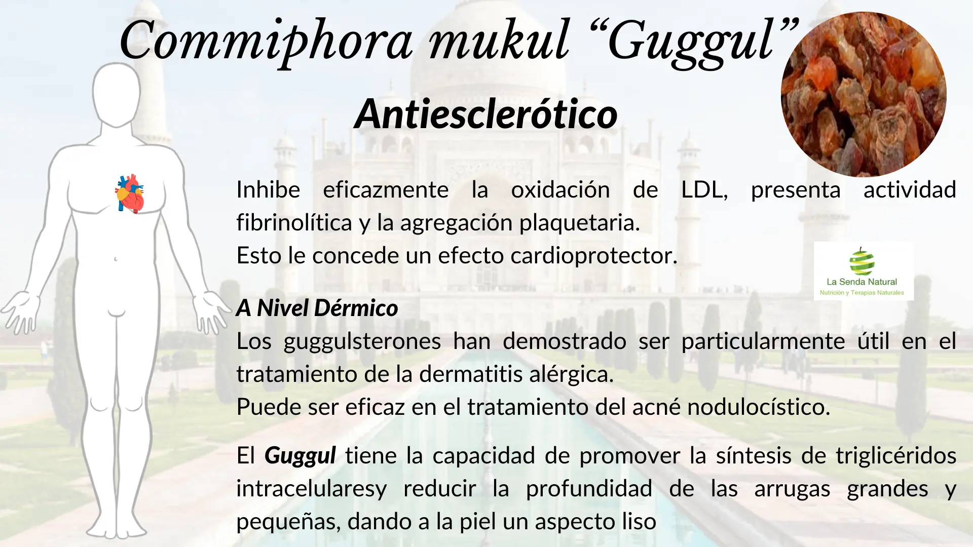 Gugul Antiescler&oacute;tico