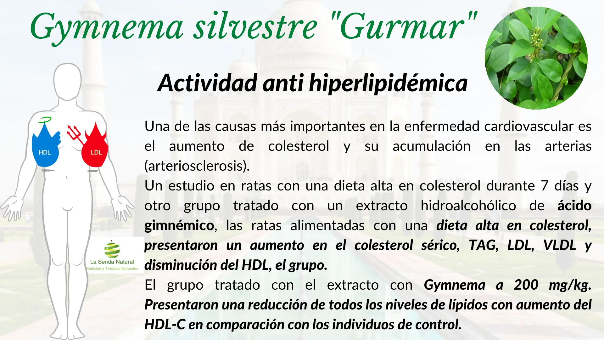 Gymnema antividad anti hiperlipid&eacute;mica