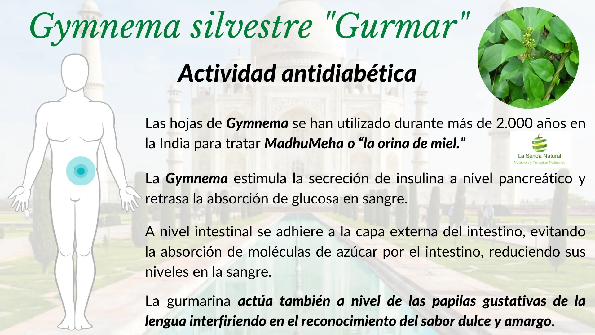 Gymnema y funci&oacute;n anti diab&eacute;tica