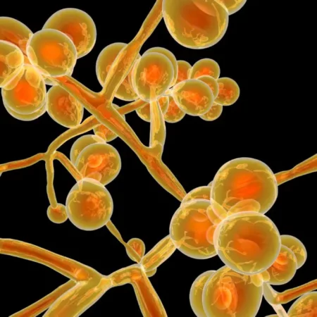 Levadura C&aacute;ndida