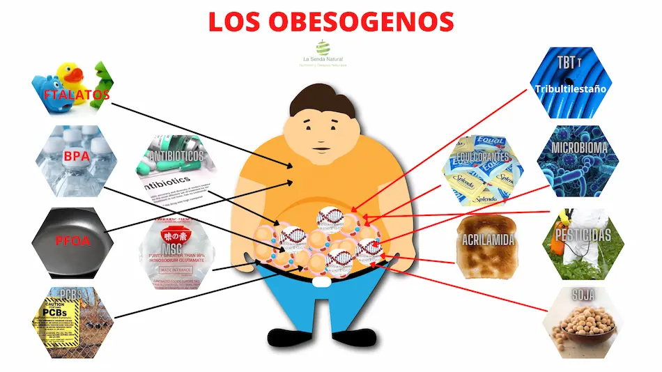 Los obes&oacute;genos