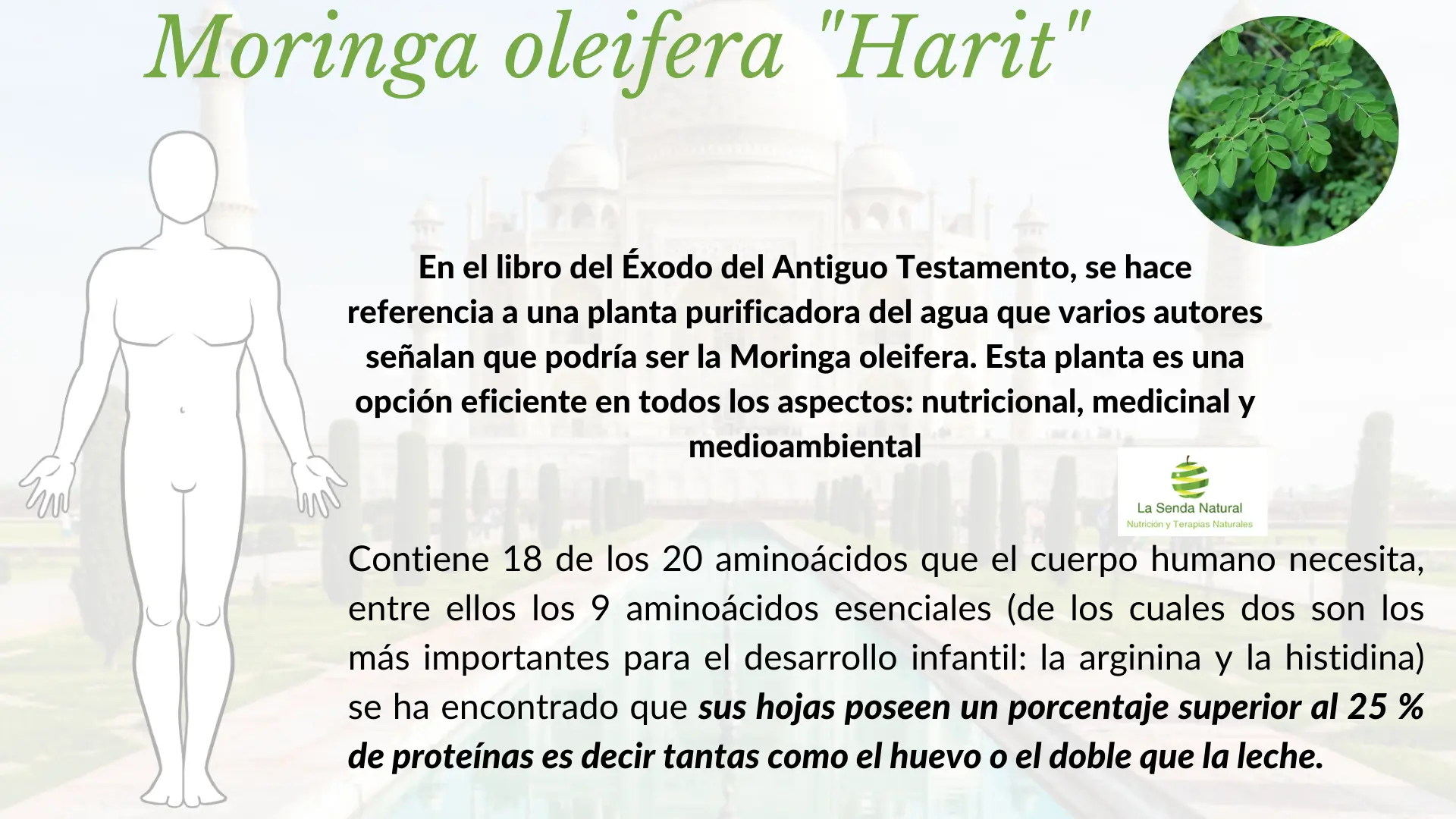 Qu&eacute;s es la moringa