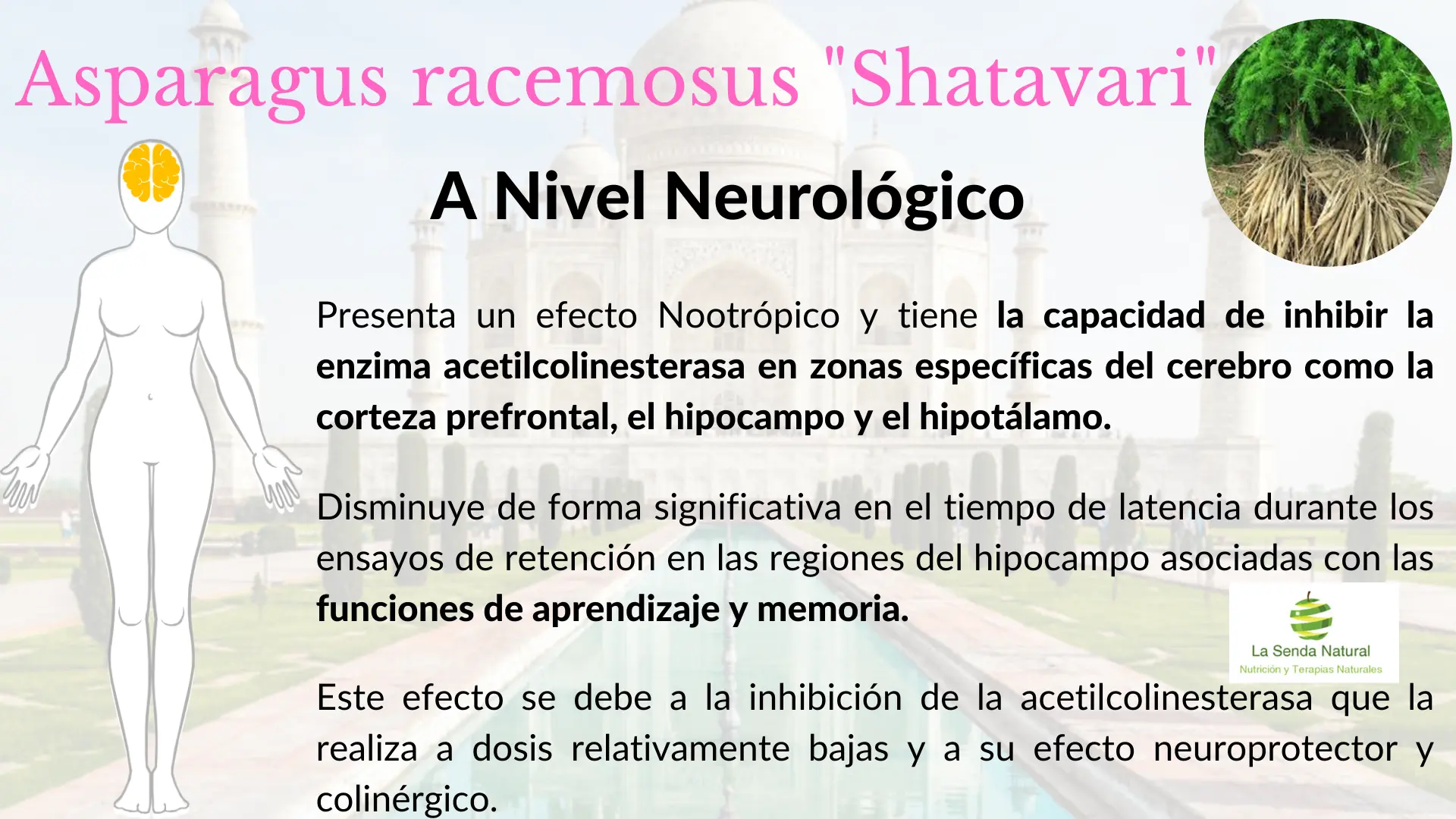Shtavari y funci&oacute;n neurol&oacute;gica
