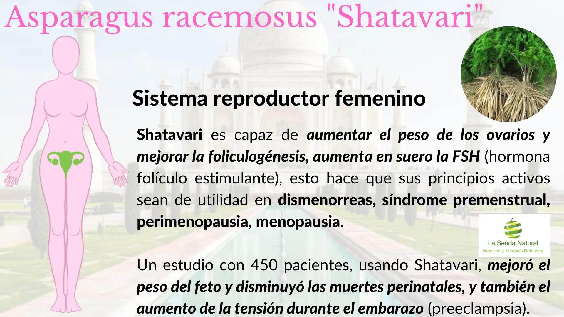 Shtavari y funci&oacute;n sexual femenina