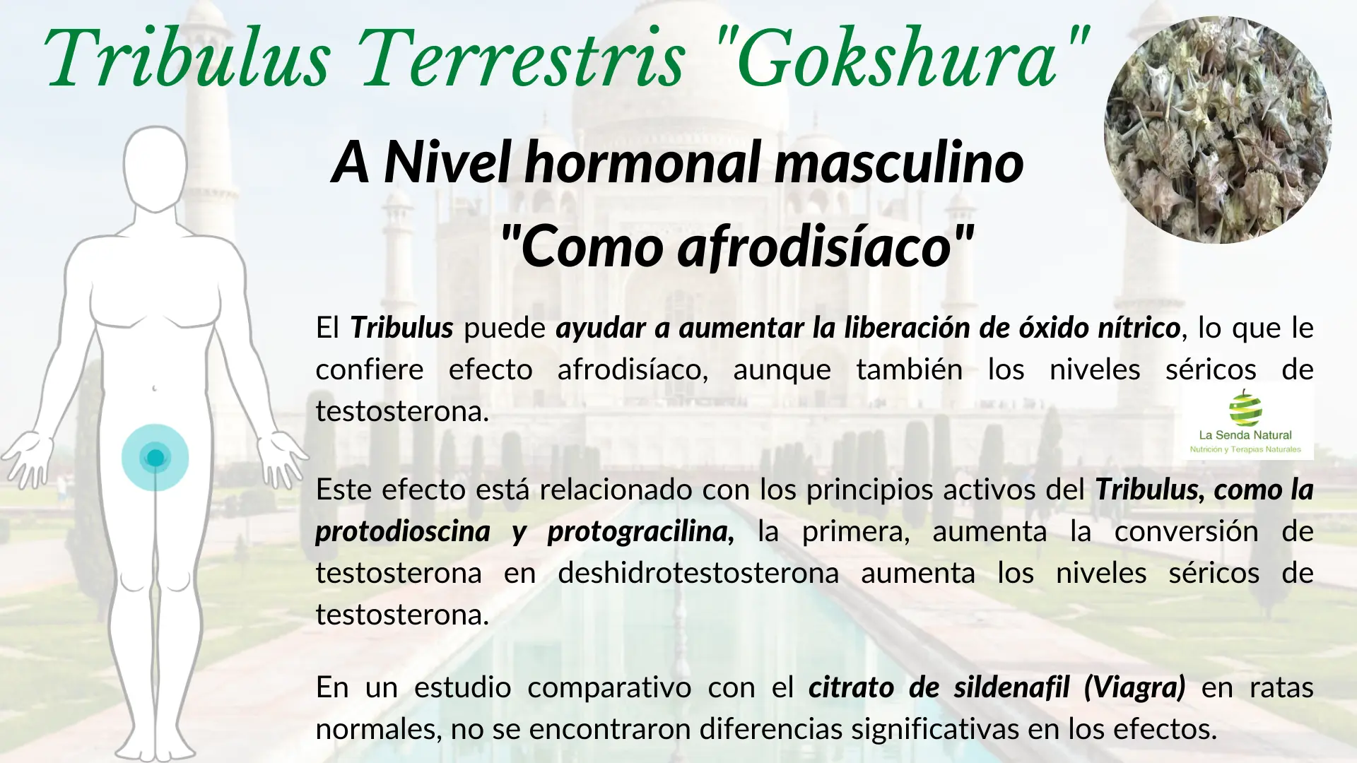Tribulus y funci&oacute;n hormonal masculina