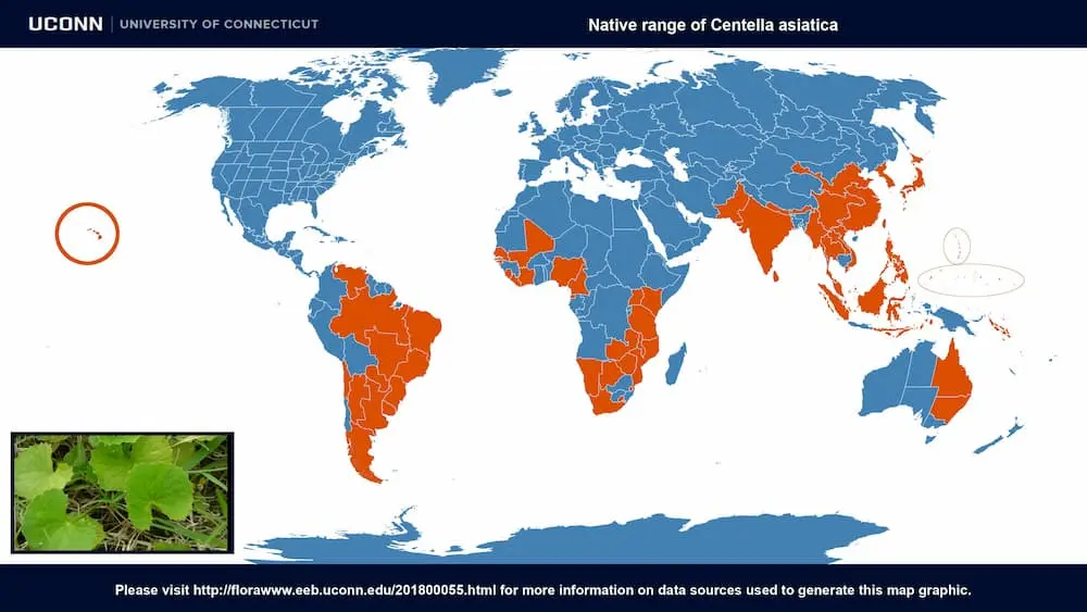 distribuci&oacute;n de la Centella asi&aacute;tica