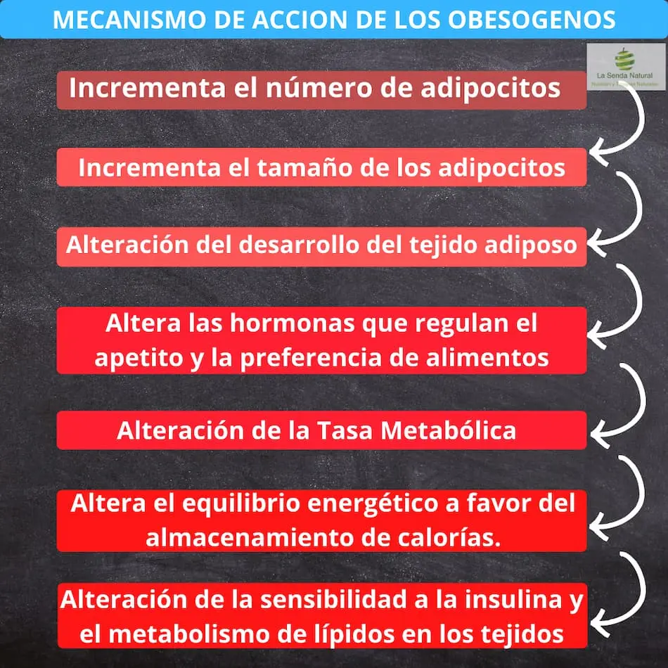 efectos de los obes&oacute;genos