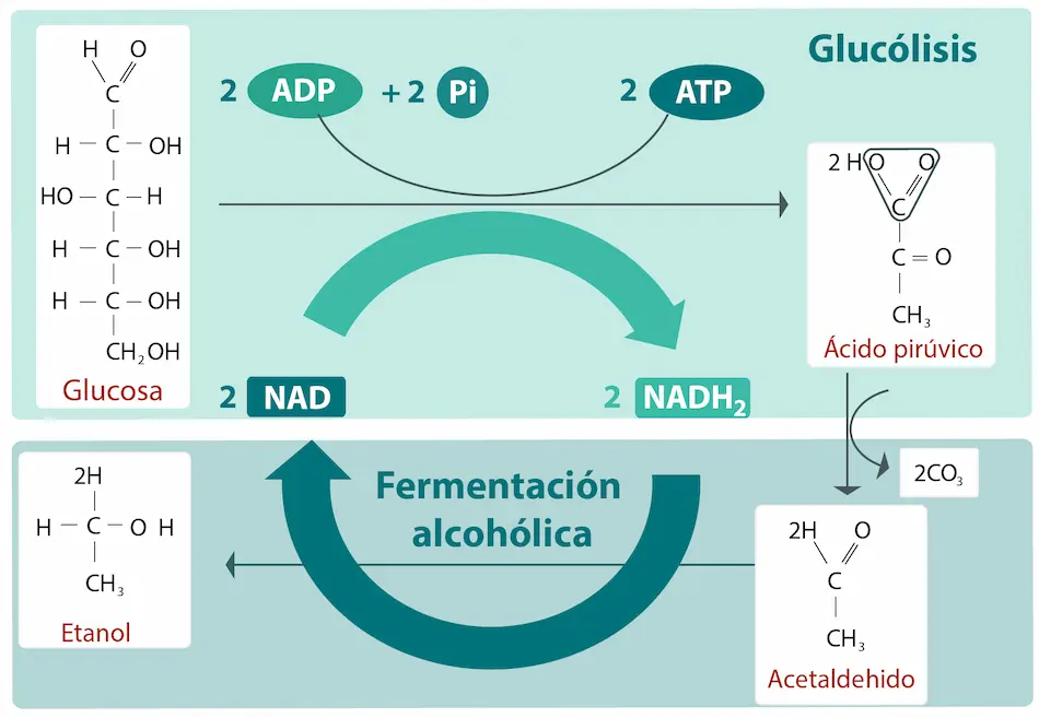 fermentaci&oacute;n alcoh&oacute;lica