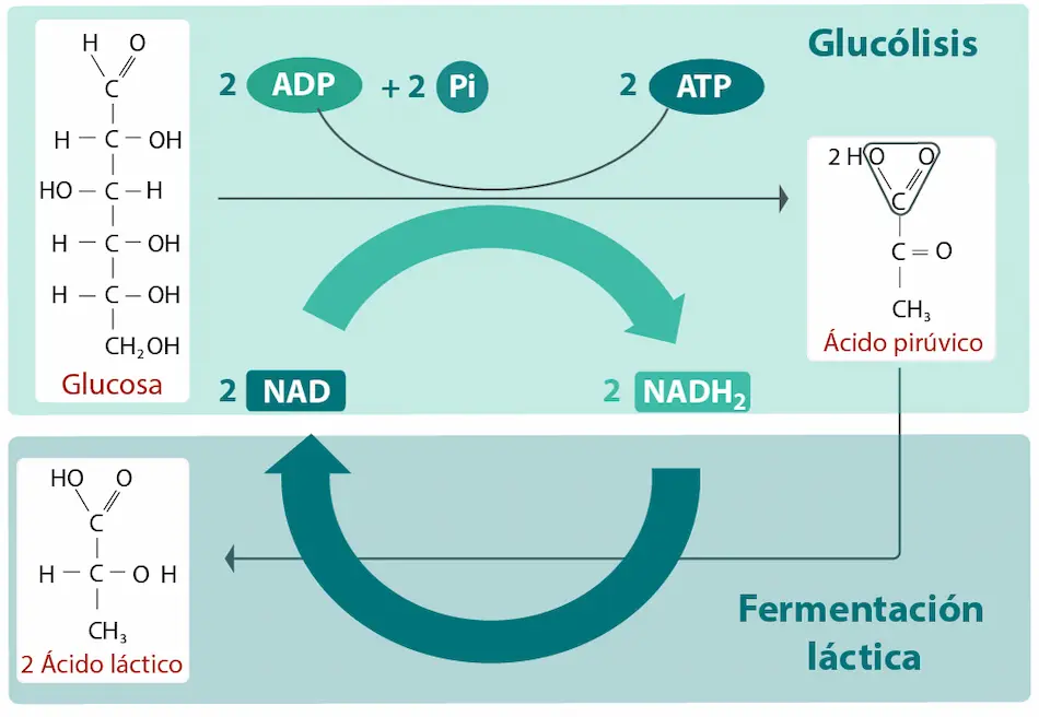 fermentaci&oacute;n lactea