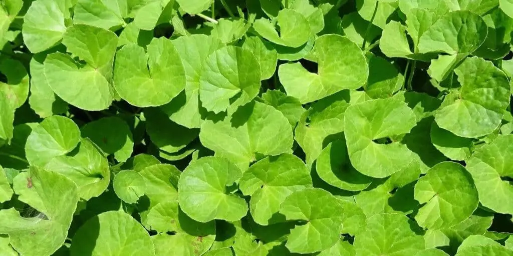 Centella asi&aacute;tica
