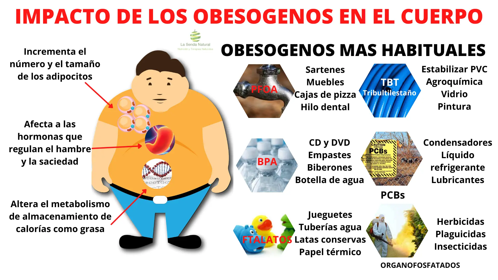 Obes&oacute;genos-2