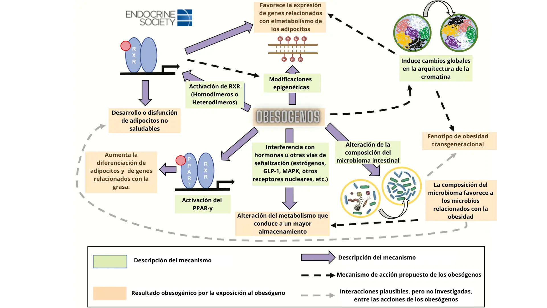 mecanismo de acci&oacute;n de los obesog&eacute;nos