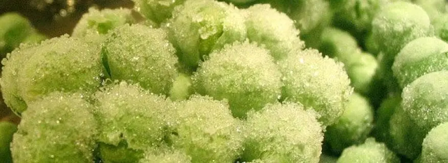 Técnicas de conservación por Frío 65 microorganismos y congelación