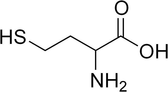 Mol&eacute;cula de Homociste&iacute;na