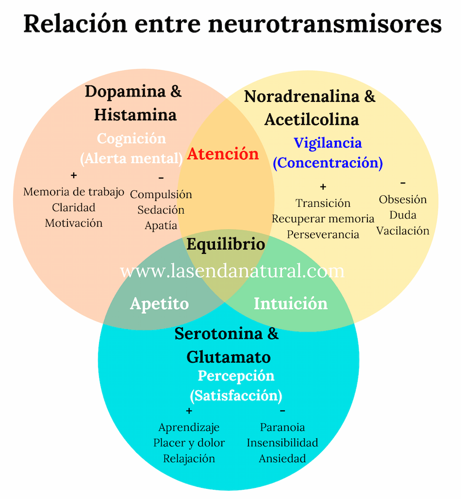 Relaci&oacute;n entre neurotransmisores