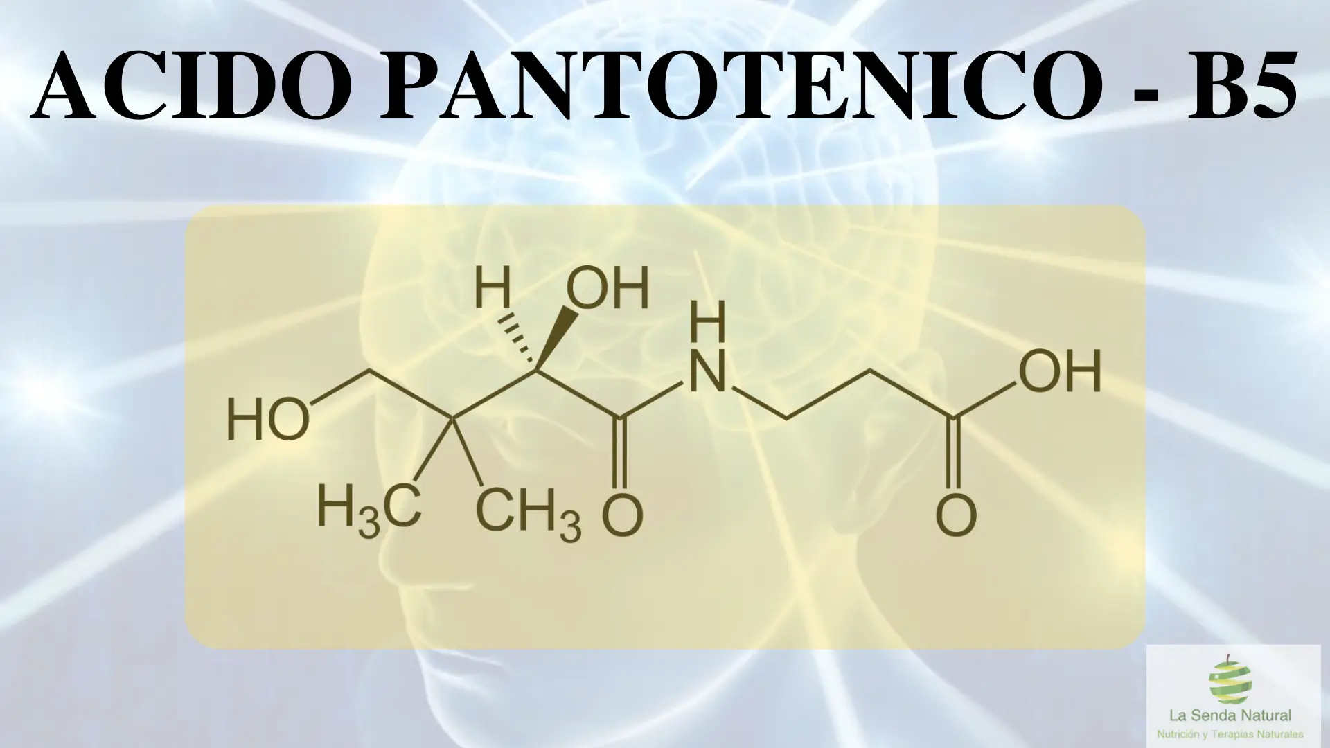 Acido pantoténico 61 Qué es el ácido pantoténico