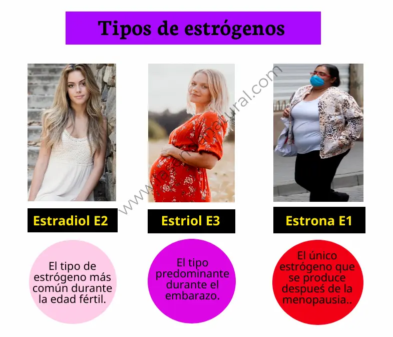 Tipos de estr&oacute;genos