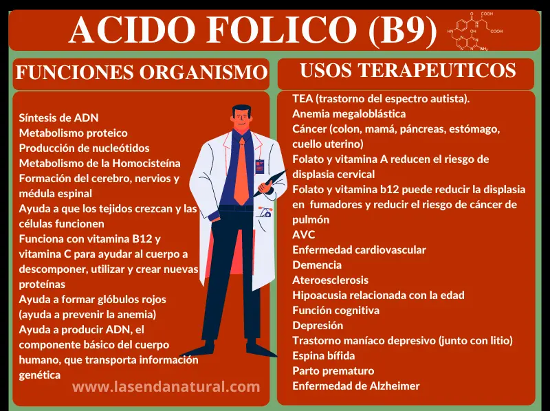 funciones del ácido folico