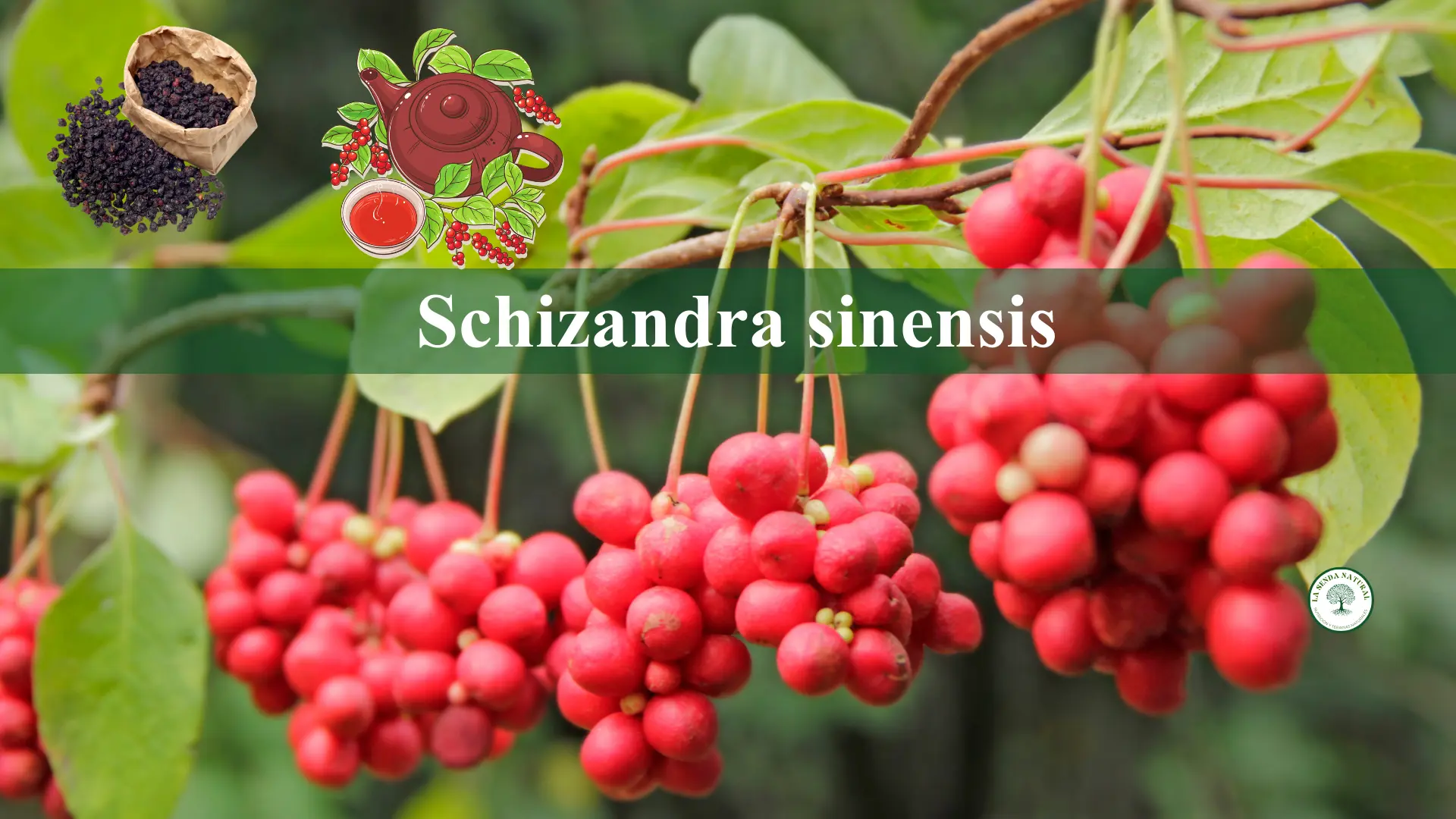 Qué es la Schizandra sinensis